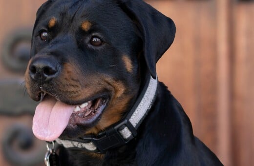 ΡΟΤΒΑΙΛΕΡ ΕΠΙΘΕΣΗ ΚΗΔΕΜΟΝΑΣ ΚΑΛΑΜΑΤΑ