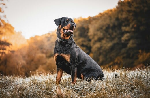 ΡΟΤΒΑΙΛΕΡ ΕΠΙΘΕΣΗ ΜΕΣΣΗΝΙΑ