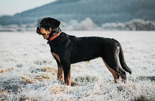 ΡΟΤΒΑΙΛΕΡ ΕΠΙΘΕΣΗ ΚΑΛΑΜΑΤΑ
