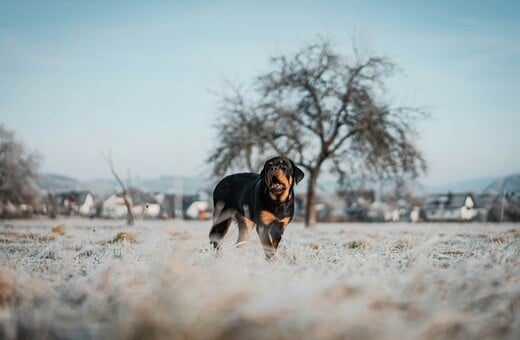 ΡΟΤΒΑΙΛΕΡ ΕΠΙΘΕΣΗ ΚΑΛΑΜΑΤΑ