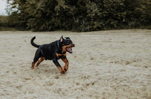 ΡΟΤΒΑΙΛΕΡ ΕΠΙΘΕΣΗ