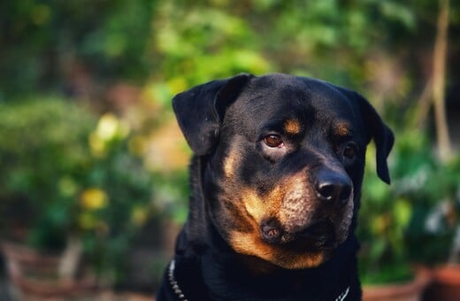 Επίθεση ροτβάιλερ στην Καλαμάτα: «Είμαστε μια εργατική, έντιμη και φιλοζωική οικογένεια» λέει ο γιος του 76χρονου