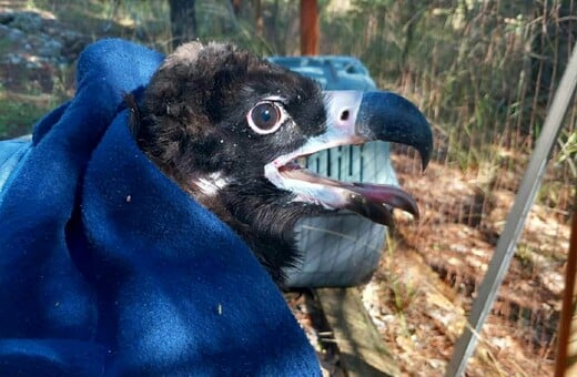 Δαδιά: Τοποθέτηση πομπών σε μαυρόγυπες 