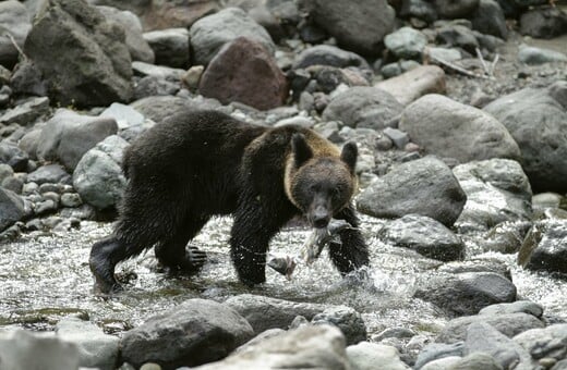 Η Ιαπωνία αναπτύσσει στρατό για να να κυνηγήσει τις αρκούδες