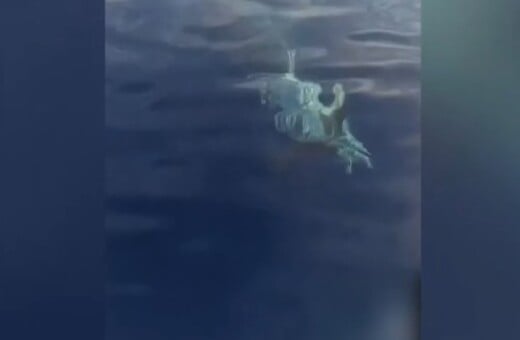 ΛΕΥΚΟΣ ΚΑΡΧΑΡΙΑΣ ΚΑΡΠΑΘΟΣ