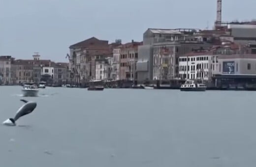 ΔΕΛΦΙΝΙ ΒΕΝΕΤΙΑ ΠΛΑΤΕΙΑ ΑΓΙΟΥ ΜΑΡΚΟΥ