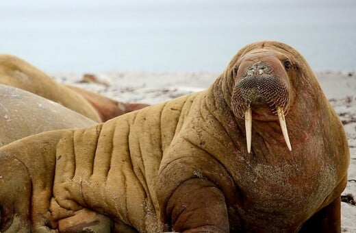 Φωτογράφος απαθανάτισε θαλάσσιους ίππους την ώρα που αλλάζουν χρώμα 