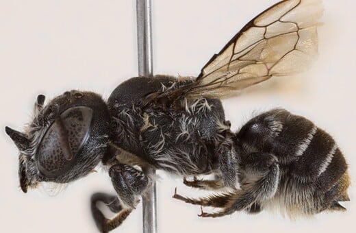 ΜΕΛΙΣΣΑ ΝΕΟ ΕΙΔΟΣ ΛΟΥΣΙΦΕΡ ΔΙΑΒΟΛΟΣ