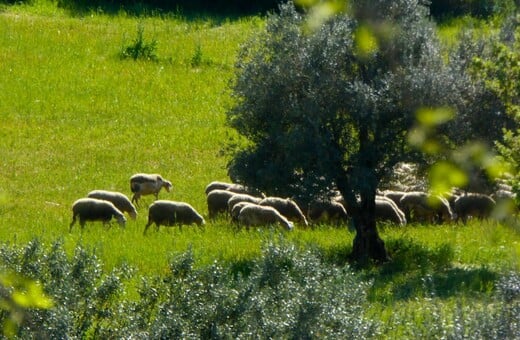 Επιβεβαιώθηκε κρούσμα καταρροϊκού πυρετού σε εκτροφή αιγοπροβάτων στην Μεσσηνία