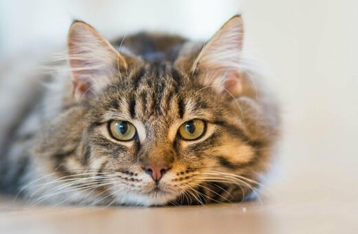 ΔΟΝΟΥΣΑ ΓΑΤΑ