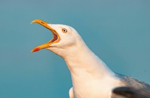 Η κραυγή είναι ο καλύτερος τρόπος για να διώξεις τους γλάρους