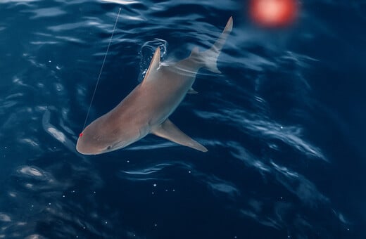 ΑΡΓΟΛΙΔΑ ΚΑΡΧΑΡΙΑΣ