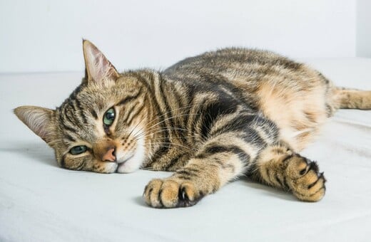 ΔΟΝΟΥΣΑ ΓΑΤΑ