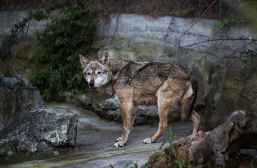 ΖΩΟΛΟΓΙΚΟΣ ΚΗΠΟΣ ΘΕΣΣΑΛΟΝΙΚΗΣ