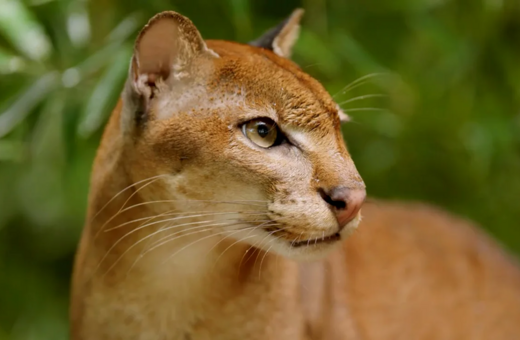 ΓΙΑ ΣΚ - Η πιο μυστηριώδης γάτα της Αφρικής «εξαφανίστηκε» από τα μάτια των επιστημόνων