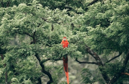 ΤΡΟΠΙΚΟ ΔΑΣΟ ΓΕΡΜΑΝΙΑ ΒΡΑΖΙΛΙΑ