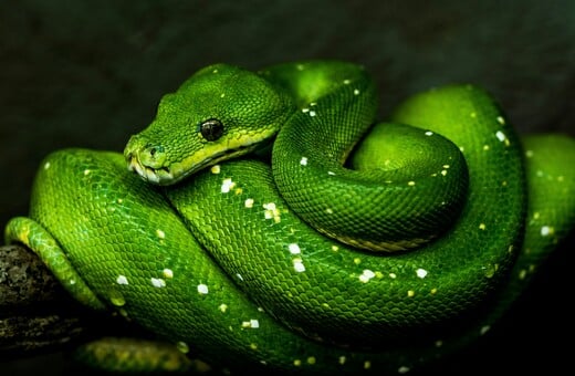 ΣΚ - Γιατί ορισμένα ζώα καταναλώνουν δηλητήριο χωρίς να πεθαίνουν;