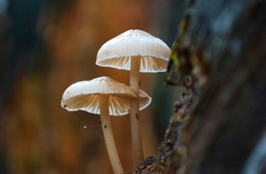 ΜΑΝΙΤΑΡΙΑ ΖΕΥΓΑΡΙ ΕΔΕΣΣΑ