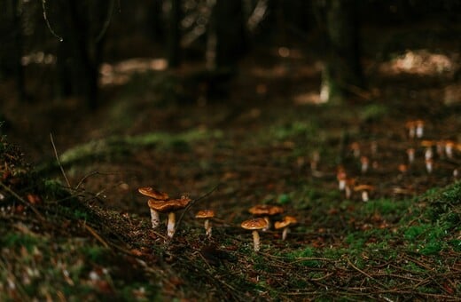 ΜΑΝΙΤΑΡΙΑ ΔΗΛΗΤΗΡΙΑΣΗ ΜΕΤΑΜΟΣΧΕΥΣΗ