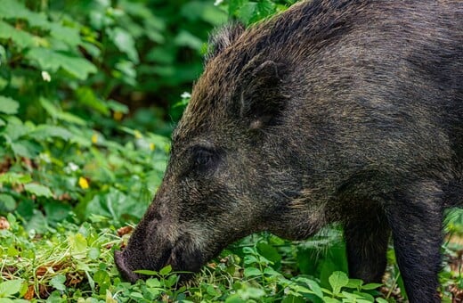 ΑΓΡΙΟΓΟΥΡΟΥΝΟ ΝΕΟΣ ΒΟΥΤΖΑΣ