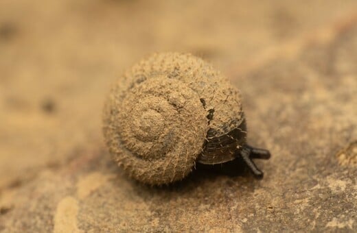 Μεγάλη κινητοποίηση στο Λονδίνο για τον εντοπισμό του «γερμανικού τριχωτού σαλιγκαριού»