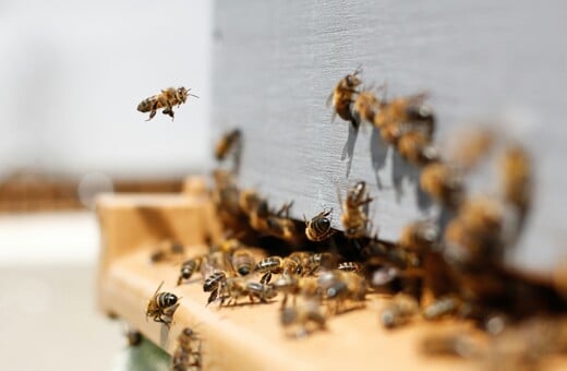 ΜΕΛΙΣΣΑ ΔΟΜΟΚΟ ΝΕΚΡΟΣ