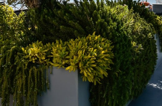 Θεσσαλονίκη: Έκλεψαν μέντα, θυμάρι και δυόσμο από τα παρτέρια του δήμου