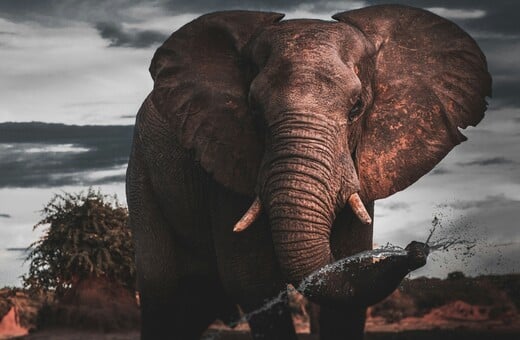 ΠΟΡΤΟΓΑΛΙΑ ΕΛΕΦΑΝΤΑΣ