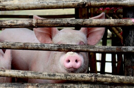 Ισπανία: Κινητοποιήθηκε ο στρατός για την αφρικανική πανώλη των χοίρων - Από τι προκλήθηκε η νόσος