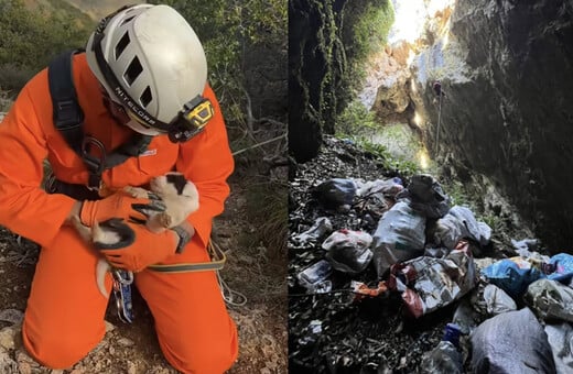 Κατέληξε το κουτάβι που είχε διασωθεί από βάραθρο στο Πήλιο