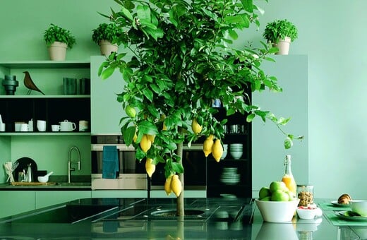 Matcha Mania: Το τσάι που έγινε… απόχρωση