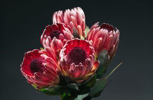 Δεν είναι τα γαριφαλάκια που ήξερες από τη μαμά σου