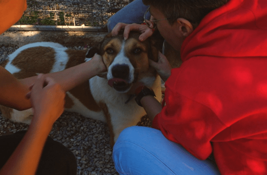 Η Purina δίπλα στα αδέσποτα της Dogs’ Voice για την Παγκόσμια Ημέρα Εθελοντισμού