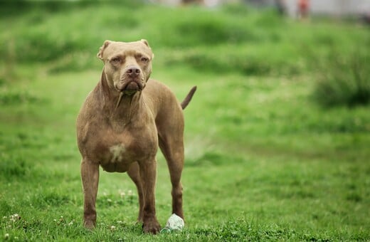 ΝΕΚΡΟ ΠΑΙΔΙ ΖΑΚΥΝΘΟΣ ΕΠΙΘΕΣΗ ΣΚΥΛΟΥ