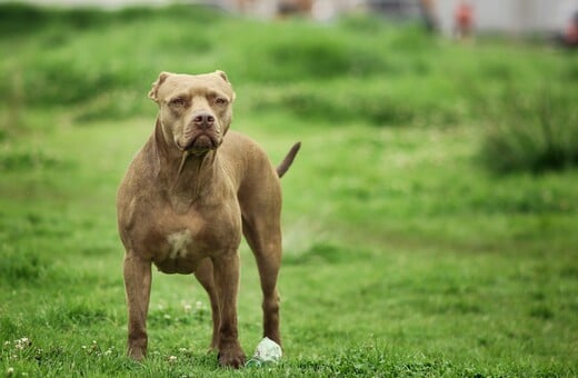 ΖΑΚΥΝΘΟΣ ΣΚΥΛΟΣ ΘΑΝΑΤΟΣ ΠΑΙΔΙ