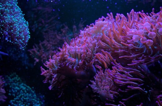 Κρίση στους κοραλλιογενείς υφάλους της Καραϊβικής – Χάθηκε σχεδόν το μισό των σκληρών κοραλλιών