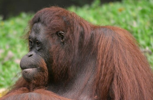 ΟΥΡΑΚΟΤΑΓΚΟΣ ΙΝΔΟΝΗΣΙΑ