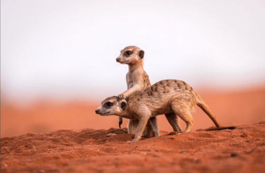  Πόσο μονογαμικοί είναι οι άνθρωποι σε σχέση με τα υπόλοιπα θηλαστικά; 