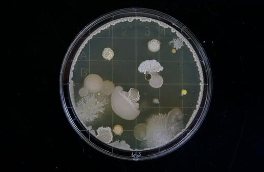 ΒΑΚΤΗΡΙΑ AI ΤΕΧΝΗΤΗ ΝΟΗΜΟΣΥΝΗ