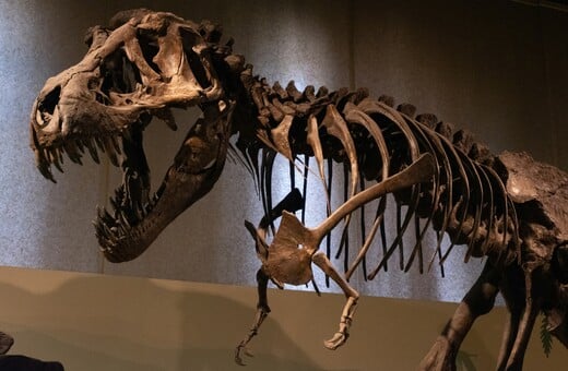 ΒΟΛΙΒΙΑ ΤΥΡΑΝΝΟΣΑΥΡΟΣ ΡΕΞ ΔΕΙΝΟΣΑΥΡΟΣ