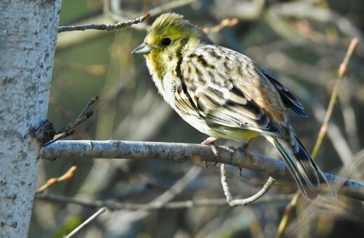 WWF ΠΤΗΝΑ ΛΟΥΓΑΡΟ