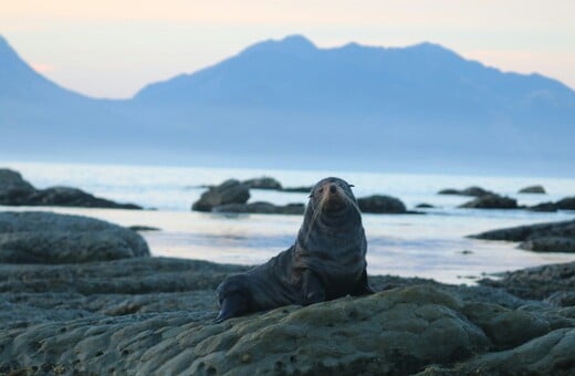 ΑΝΑΒΥΣΣΟΣ ΜΕΣΟΓΕΙΑΚΗ ΦΩΚΙΑ ΜΑΥΡΟ ΛΙΘΑΡΙ