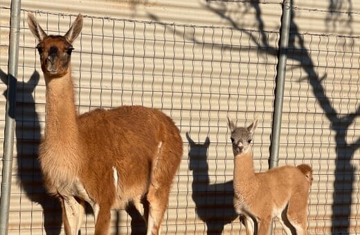 ΚΑΛΑΒΡΥΤΑ ΖΩΟΛΟΓΙΚΟΣ ΚΗΠΟΣ
