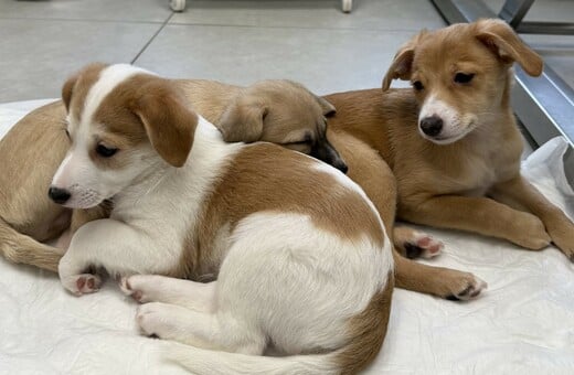 Νέο κουταβάκι ή γατάκι; Οδηγός για «Νέους Γονείς» που θέλουν να κάνουν ένα σωστό και ισορροπημένο ξεκίνημα