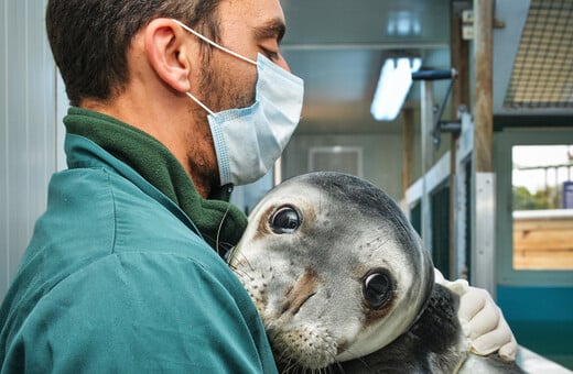 «Ελληνική τραγωδία»: Οι φώκιες Monachus monachus κρύβονται σε σπηλιές για να γλιτώσουν από τον τουρισμό