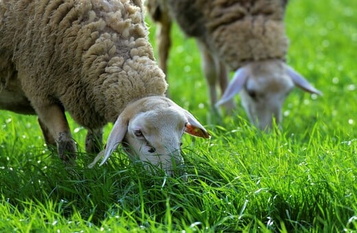 ΟΠΕΚΕΠΕ: Έκτακτοι έλεγχοι στα Ιωάννινα μετά από καταγγελία