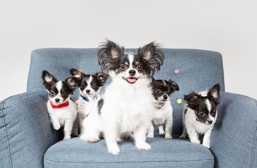 Εσείς θα κλωνοποιούσατε το κατοικίδιό σας; 