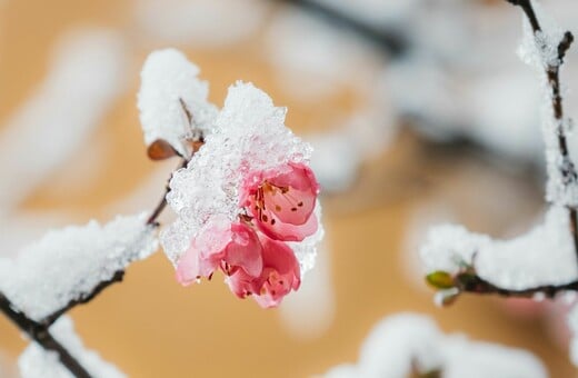 ΚΑΙΡΟΣ ΧΡΙΣΤΟΥΓΕΝΝΑ ΠΡΩΤΟΧΡΟΝΙΑ ΤΣΑΤΡΑΦΥΛΛΙΑΣ