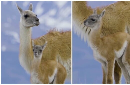 Θηλυκό γκουανάκο καταγράφηκε να περιμένει το μικρό της που προσπαθεί να την προλάβει