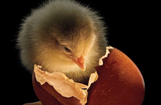 Οι καλύτερες φωτογραφίες του National Geographic για το 2025